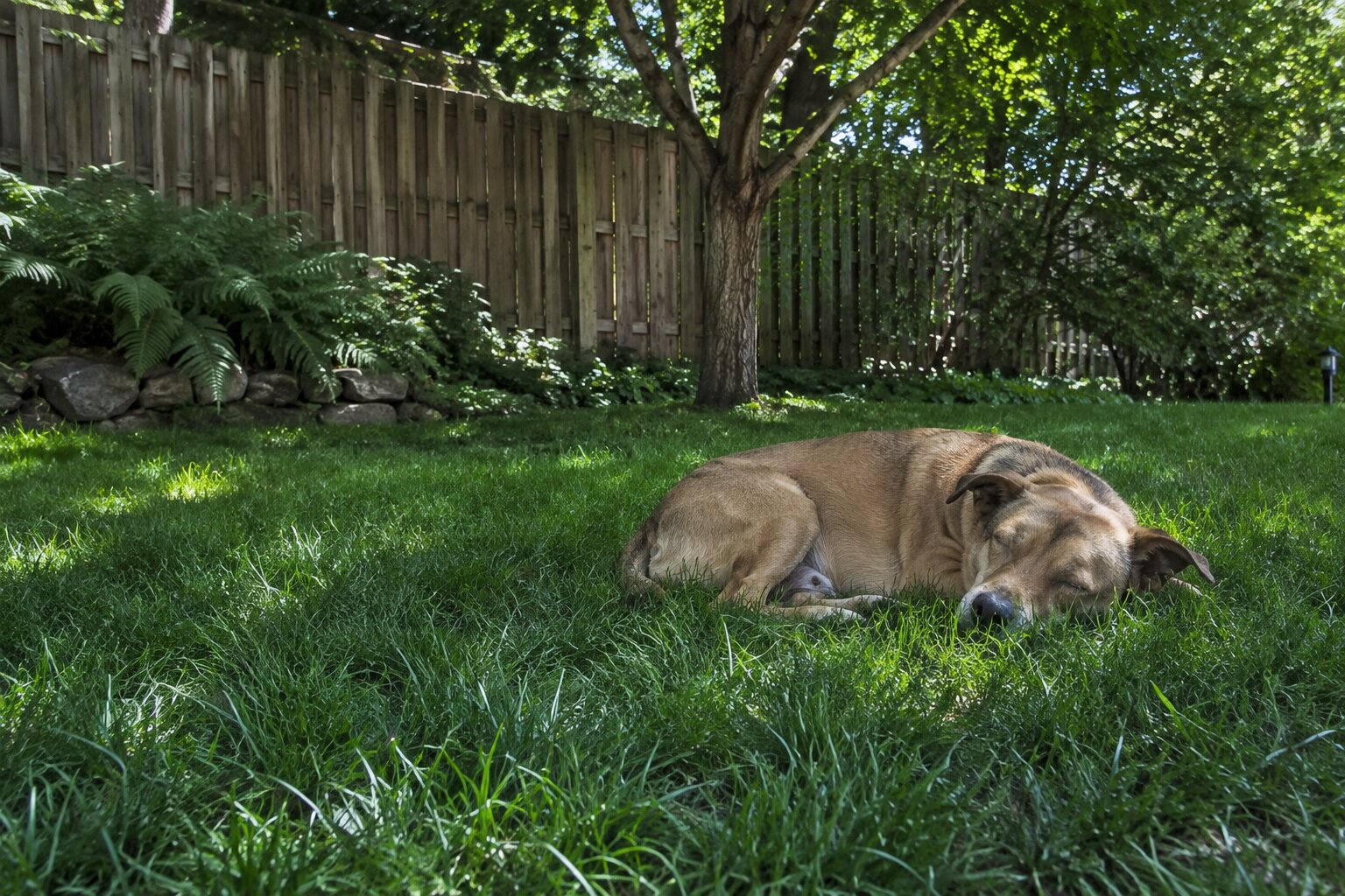 A dog standing on an intact green lawn in a real backyard