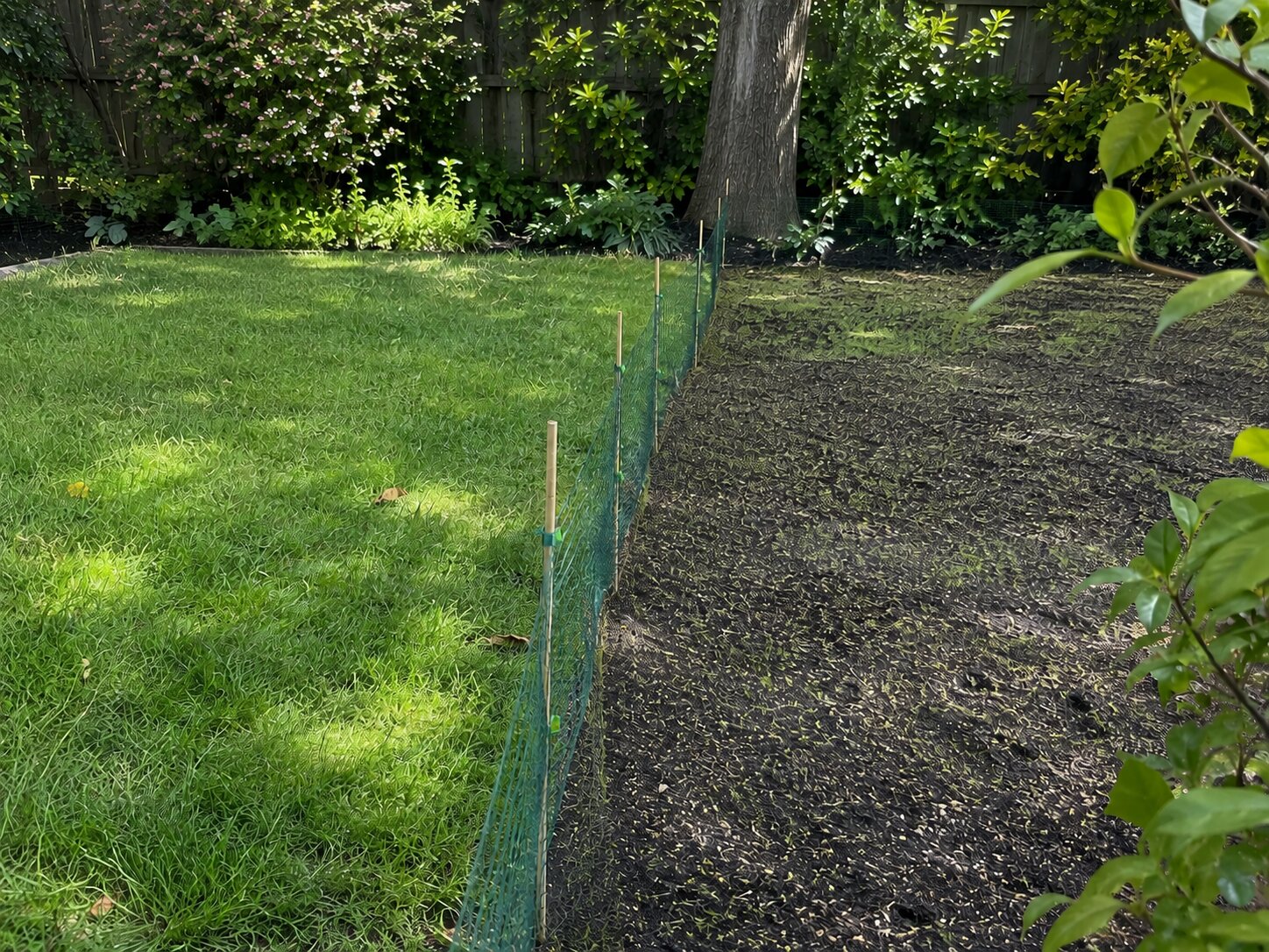 Garden netting on canes fencing off a newly seeded half of a lawn while a dog uses the other half