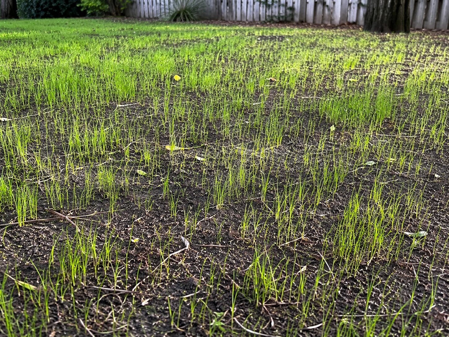 A newly seeded lawn at week two: fast thin ryegrass up with visible gaps where fescue has not yet emerged