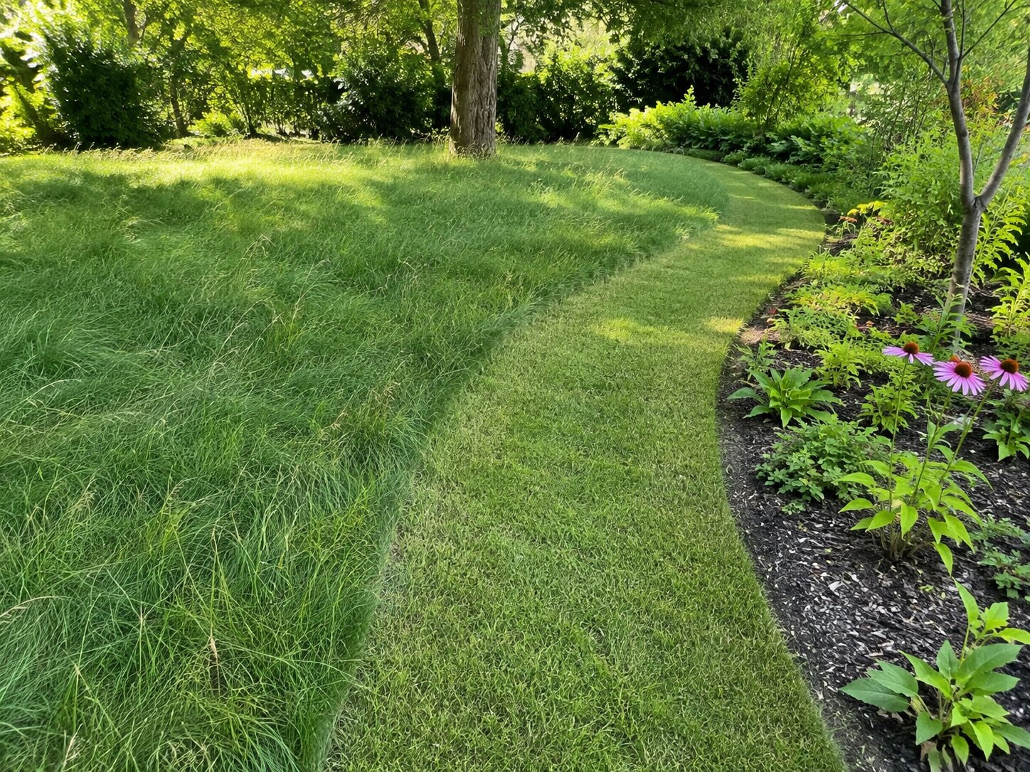 A mowed path curving through long unmown fine fescue with crisp mowed edges