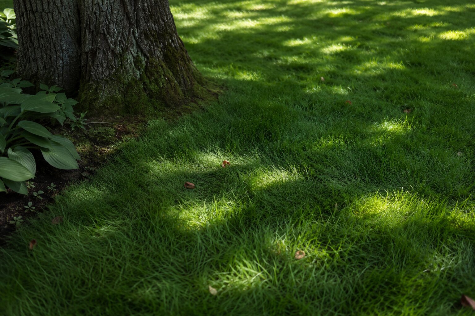 Fine fescue lawn in dappled light under a mature deciduous tree