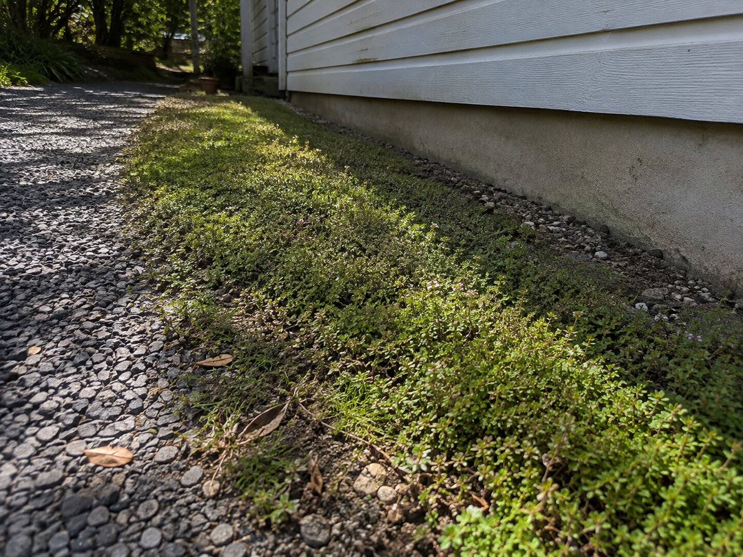 A green creeping thyme strip beside a house foundation with gravel edging