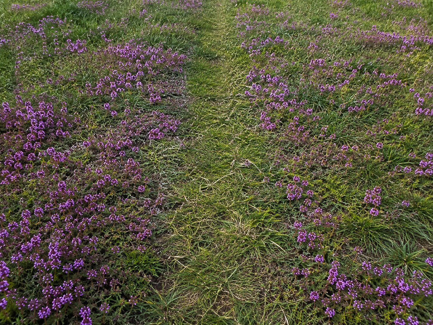 A walked line crossing a thyme and fine fescue lawn, flattened but green