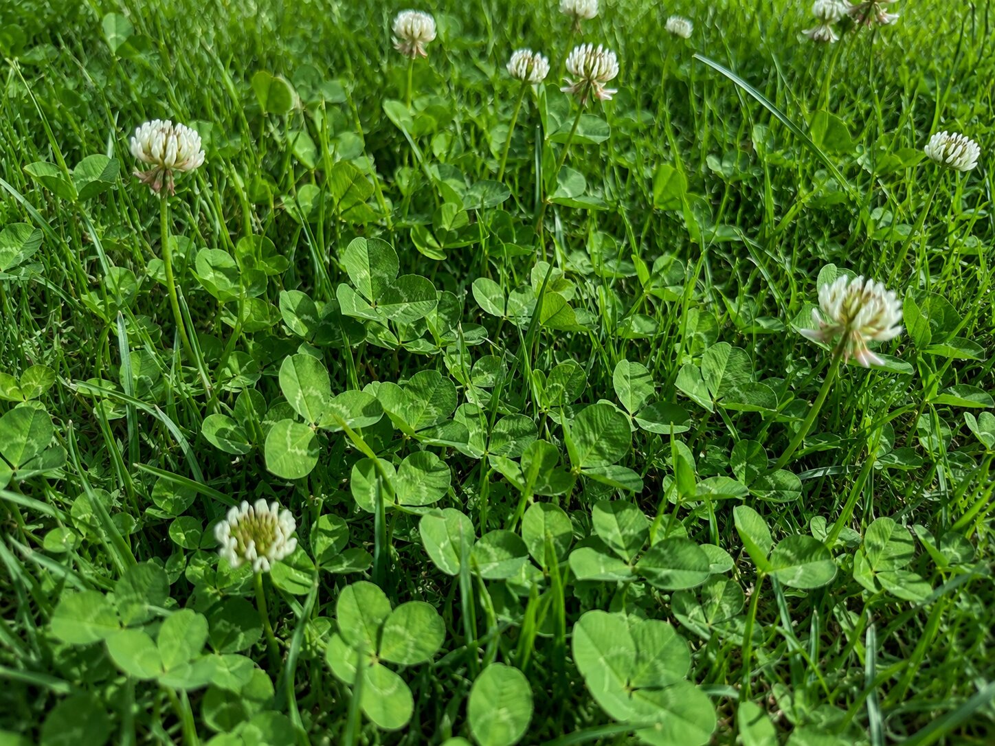 White dutch clover growing through fine fescue, both clearly visible